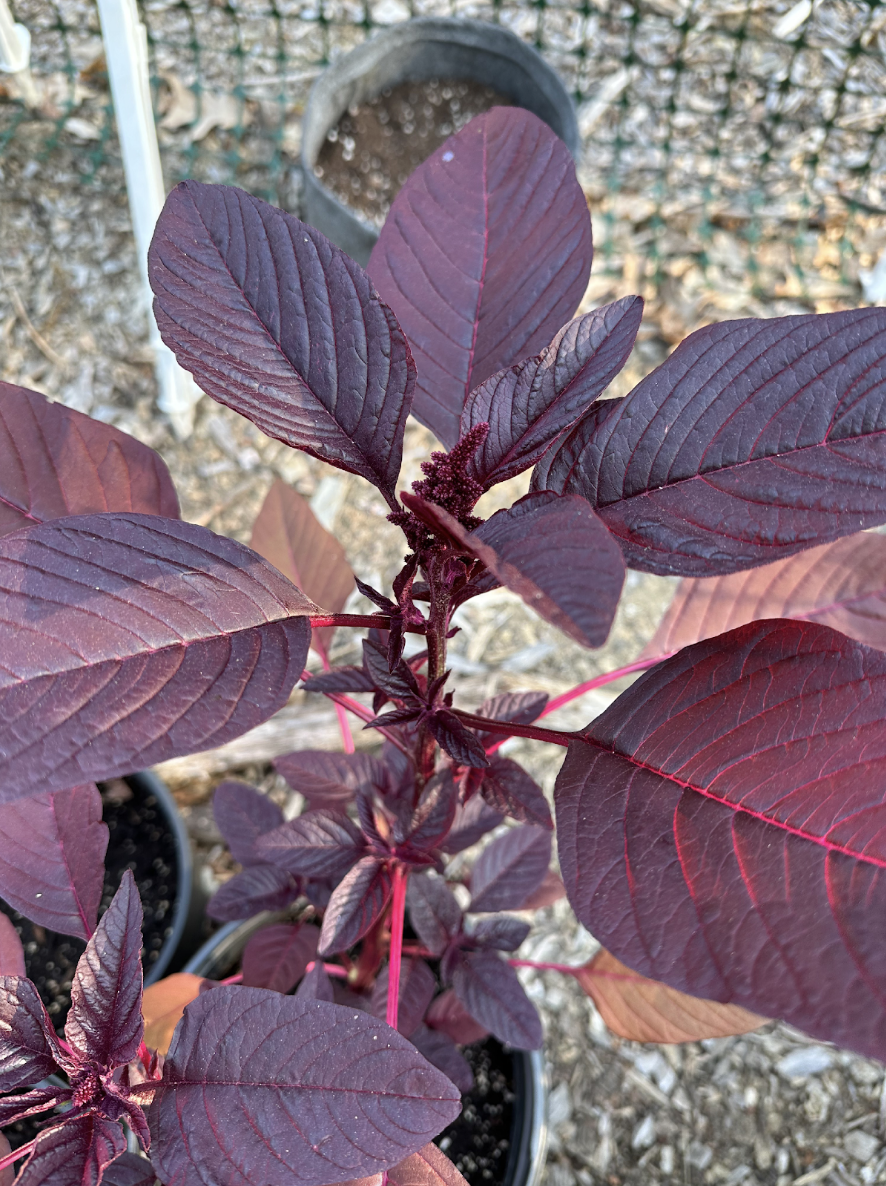 Natural Dye from Plants